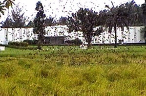 Birds in rice plot