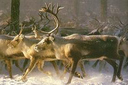 Reindeer - real 2